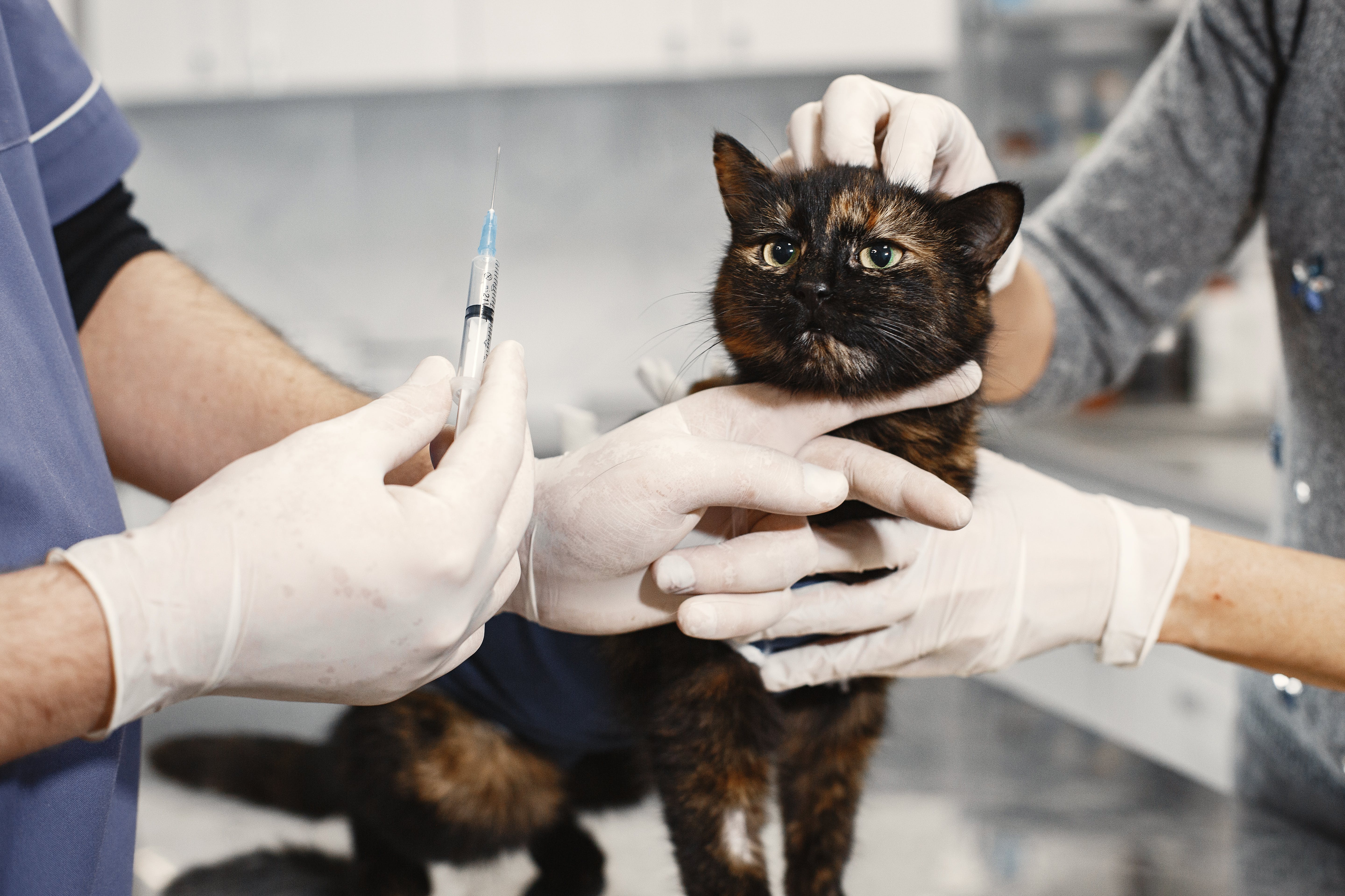 vétérinaire - vaccin - chat