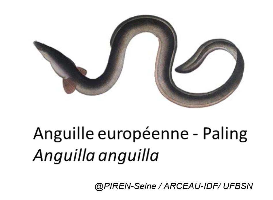 Anguille européenne