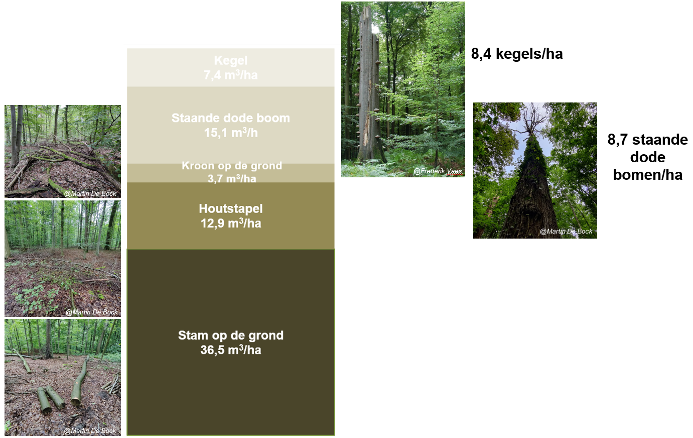 Volume dood hout in het integrale bosreservaat waarvan de helft op de grond - Zonienwoud 2024