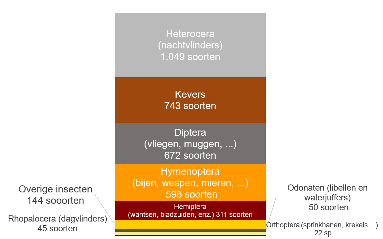 Grafiek: verdeling van de waargenomen insectensoorten volgens taxonomische volgorde (Brussels Gewest, november 2024)