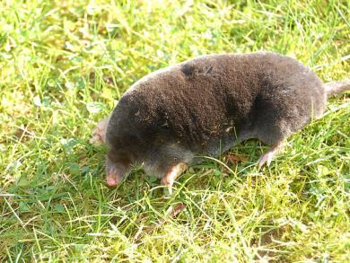 Taupe / De mol