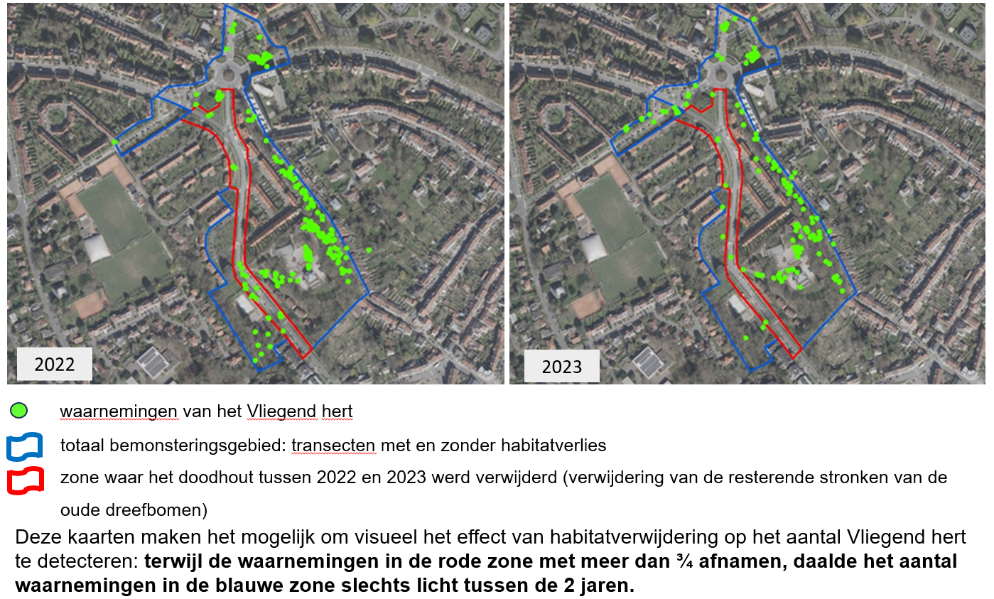 Map: De gedeeltelijke verdwijning van de 'dood hout'-habitat op de G. Benoidtlaan heeft een aanzienlijke negatieve invloed gehad op de plaatselijke populatie van het vliegend hert