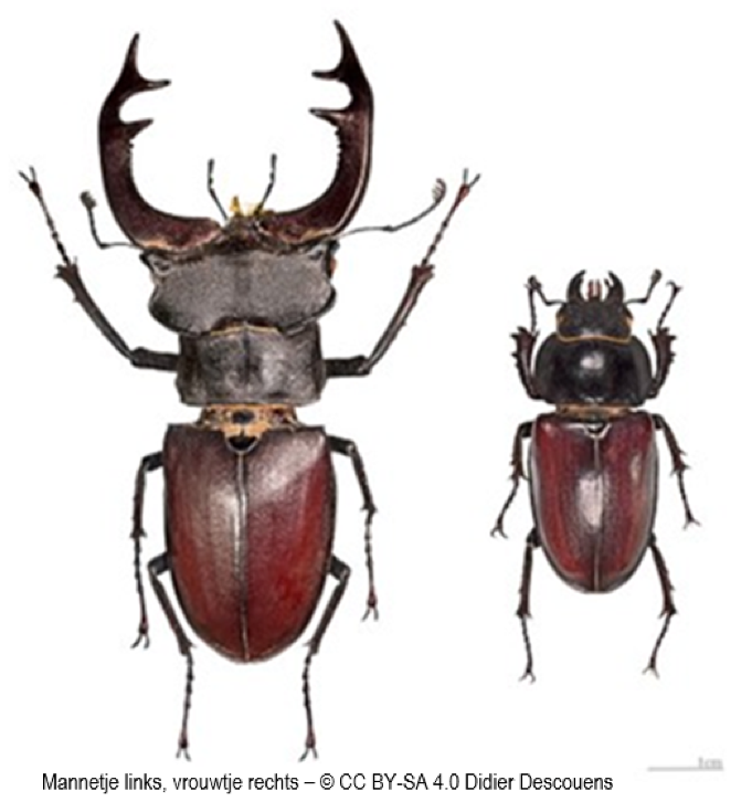 Het vliegend hert (Lucanus cervus