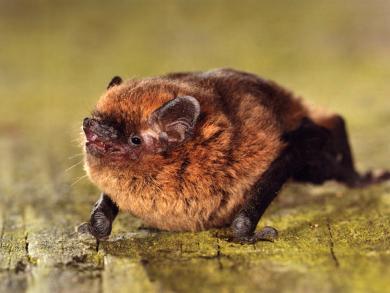 Chauve-souris / Vleermuizen