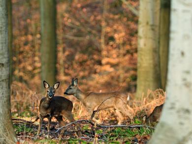 Chevreuil / De reeDe ree