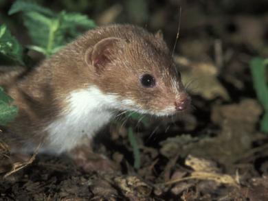 Furet / De steenmarter