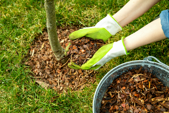 2.	Utiliser vos tontes au pied des plantations avec le paillage