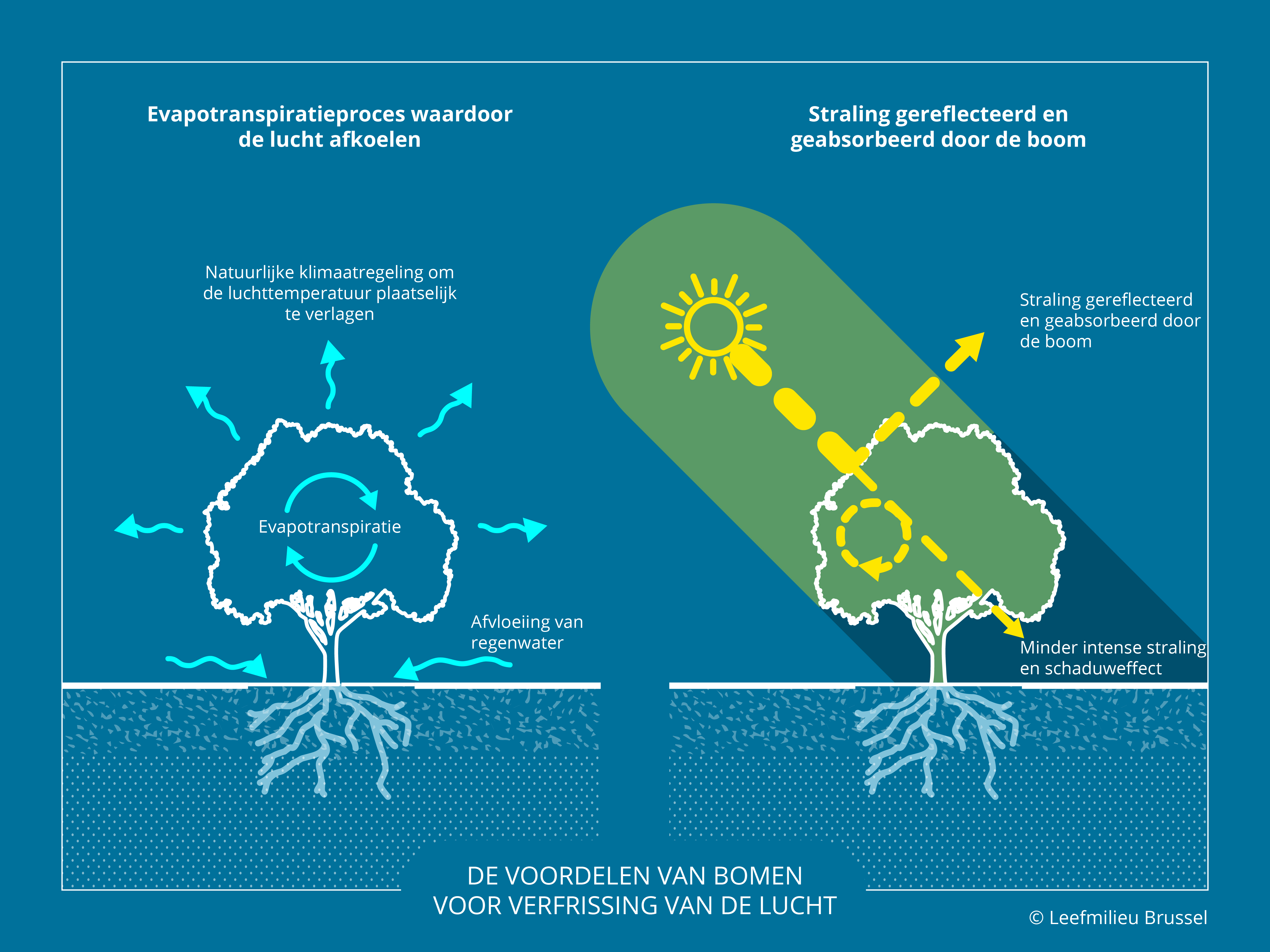 De voordelen van bomen voor verfrissing van de lucht