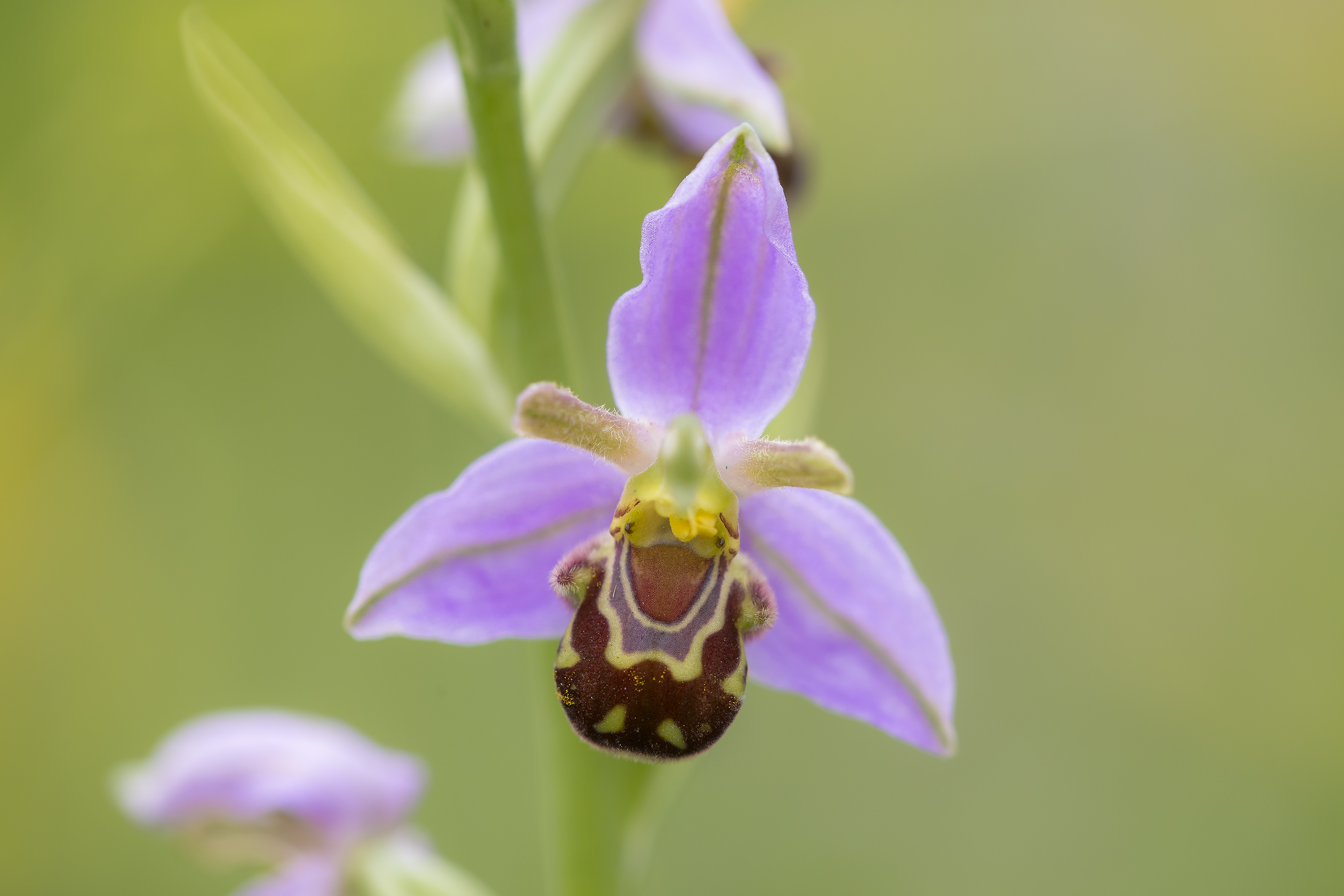 Orchidée abeille
