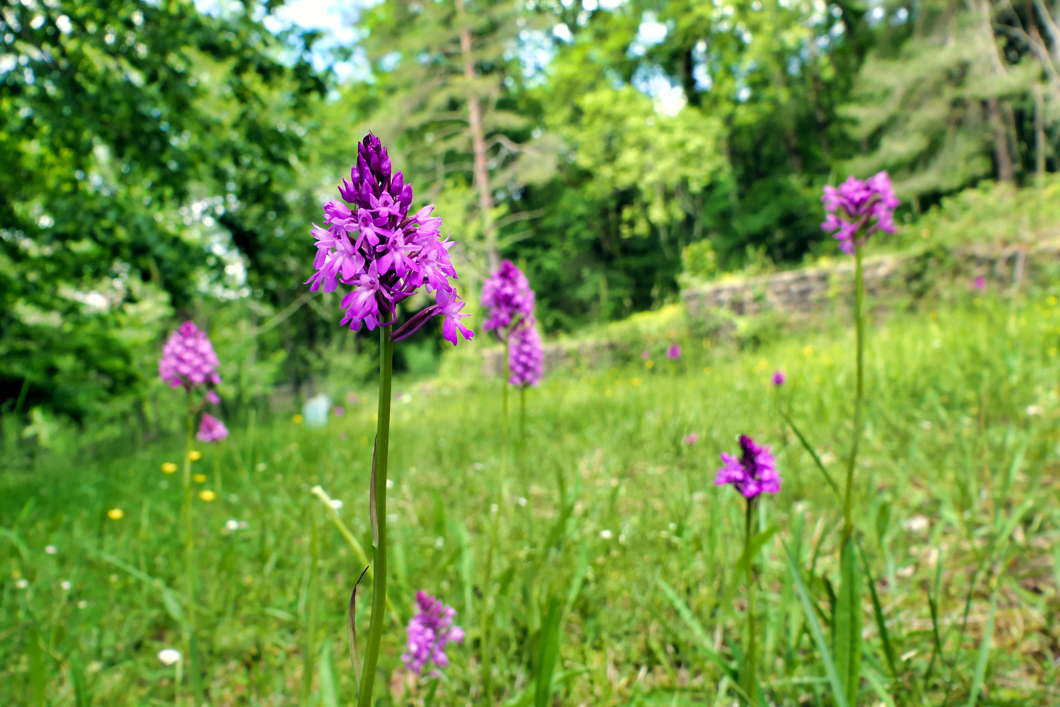 Orchis pyramidal