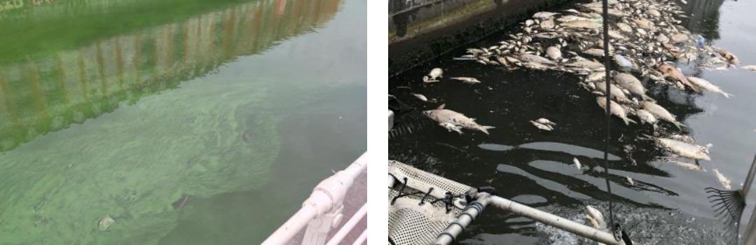 Gevolgen van de vervuiling in het Kanaal in 2015 : verspreiding van cyanobacteriën en vissterfte