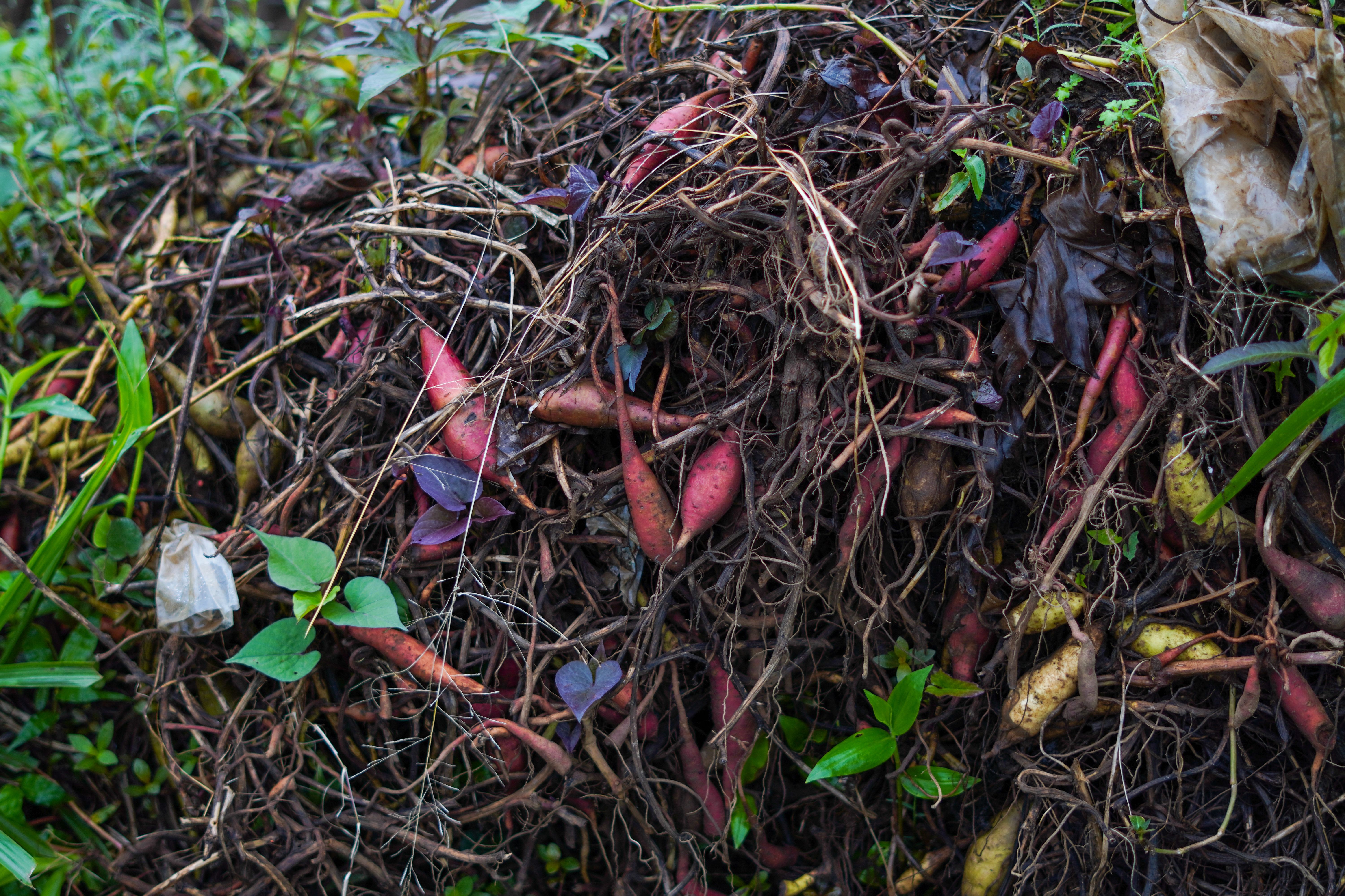 Compost maison