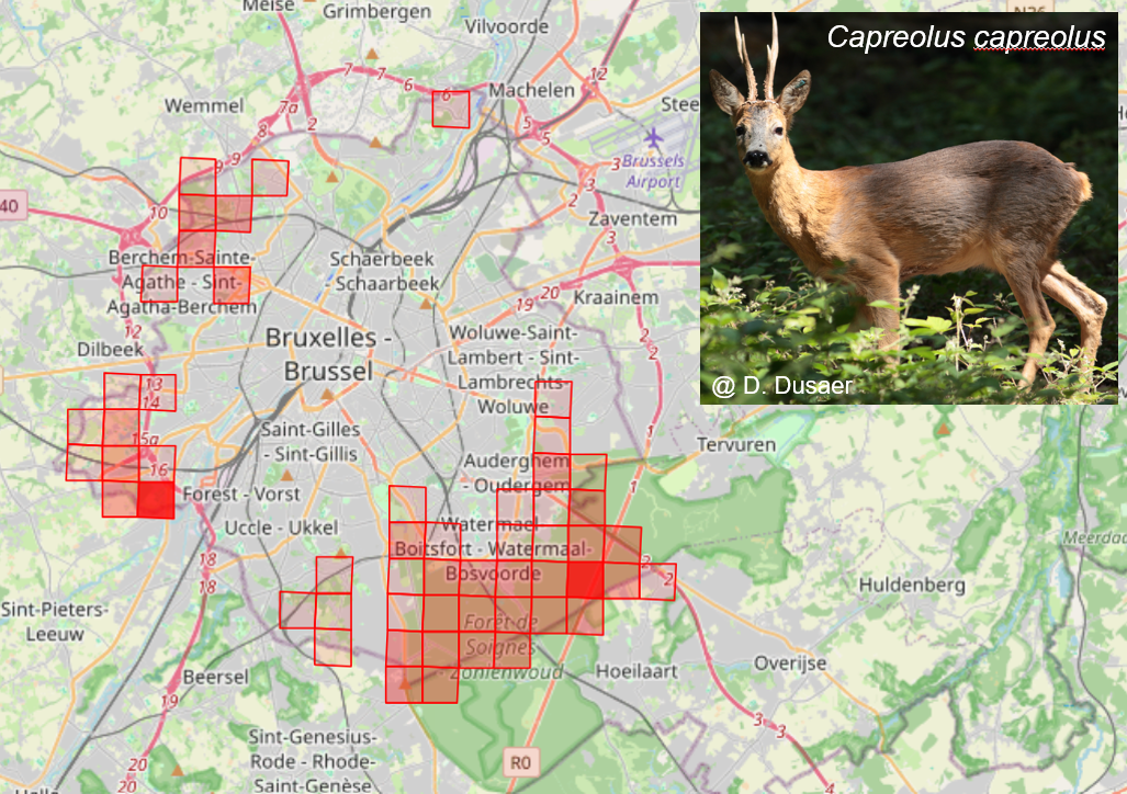 Map: In het Brussels Gewest komen reeën vooral voor in het Zoniënwoud