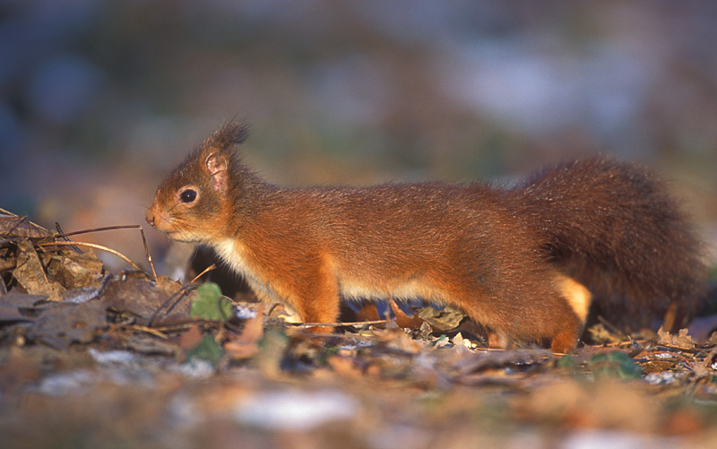 Ecureuil roux / roode eekhoorn