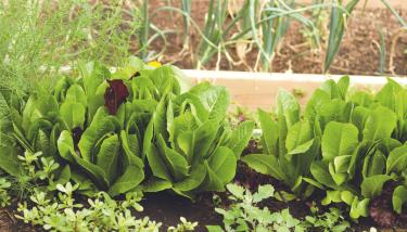 Légumes du jardin