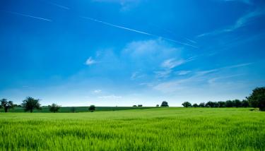 Landschapsfoto van een groen veld, groene bomen en een helderblauwe lucht.