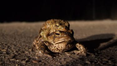 Deux amphibiens de nuit