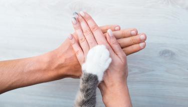 Deux mains avec une patte de chat posée au milieu