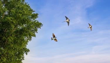 Hirondelles dans le ciel