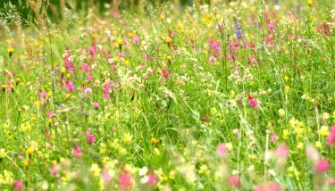 Champs de fleurs