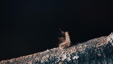 Chenille sur un arbre