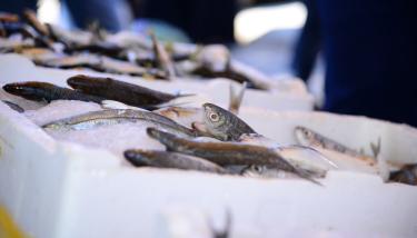 Poissons dans de la glace