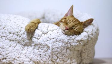 Chat dans un panier