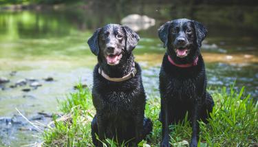 Chiens mouillés