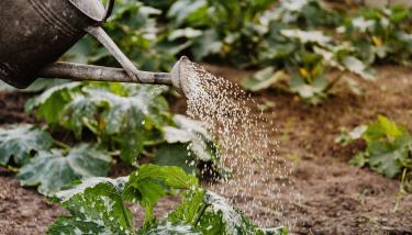 Arrosage de plantes