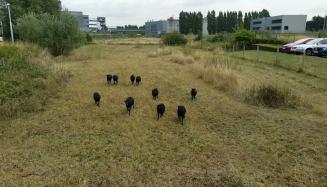 10chevres_noirs_fdidion